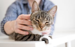 Homem acariciando seu gato, mostrando como animais de estimação são importante.